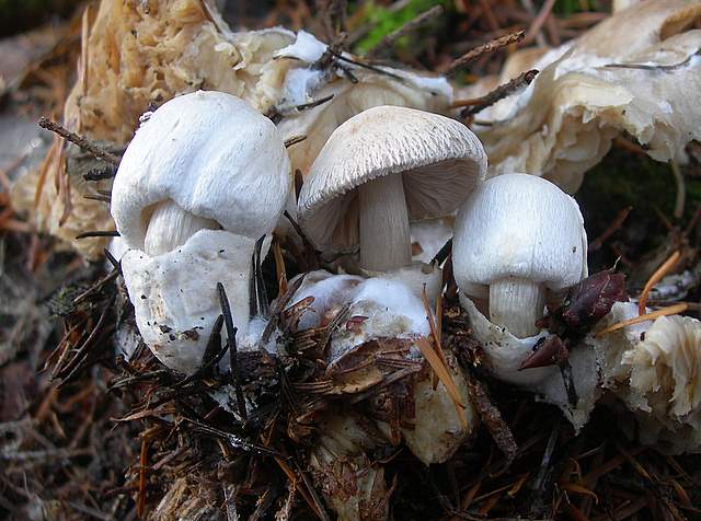 Prima  dell�era  glaciale